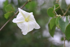 Rivea hypocrateriformis